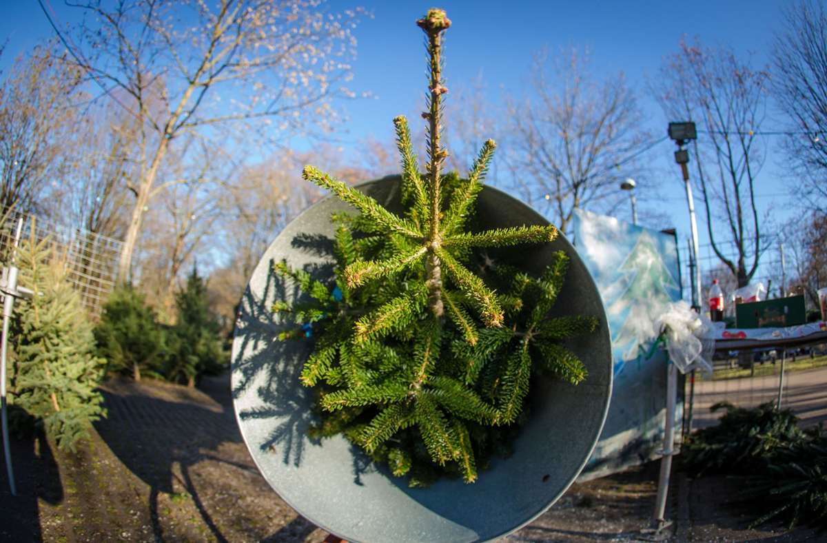 Kurioses aus Schwäbisch Gmünd: Unbekannte stehlen rund 90 Weihnachtsbäume