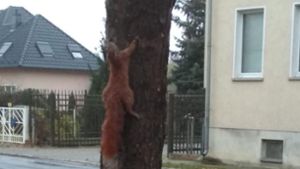 Eichhörnchen mutmaßlich lebendig an Baum genagelt