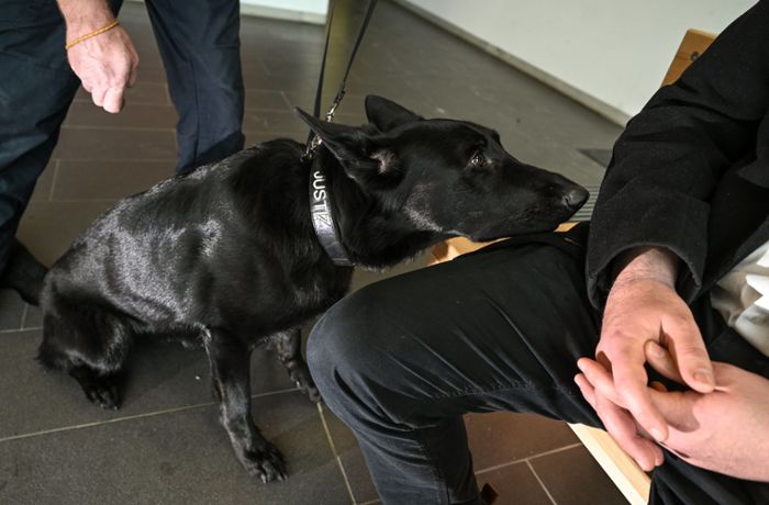 Baden-Württemberg: Spürhunde für Drogen und Handys ausgebildet - Einsatz im Gefängnis