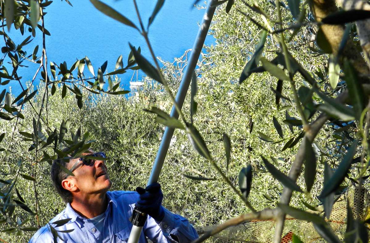 Olivenernte am Gardasee: Das Gold  des knorrigen Baums