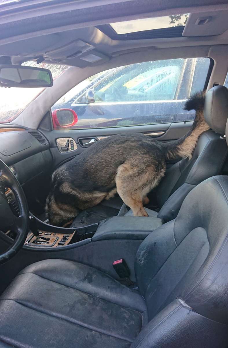 Sprengstoffspürhund Lennox sucht in einem Auto nach einer Pistole.