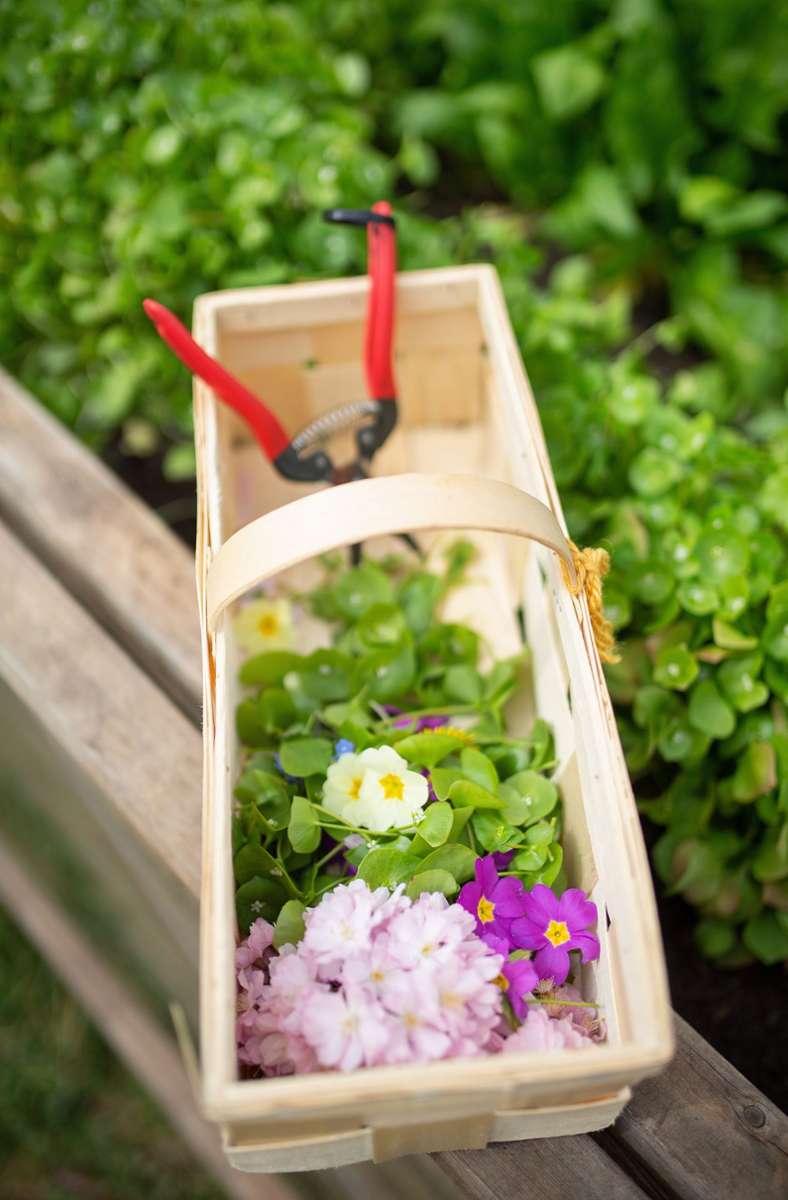 Einen besonderen Farbtupfer für Gerichte geben bunte Blüten aus dem Garten, beispielsweise von Zierkirschen oder Primeln. Viele seien für den Verzehr geeignet, sagt Entenmann.