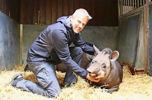 Da muss sogar ein Tapir fast lächeln: Hermanek genießt sichtlich die Streicheleinheiten des neuen stellvertretenden Wilhelma-Direktors Volker Grün. Foto: /Andrea Eisenmann