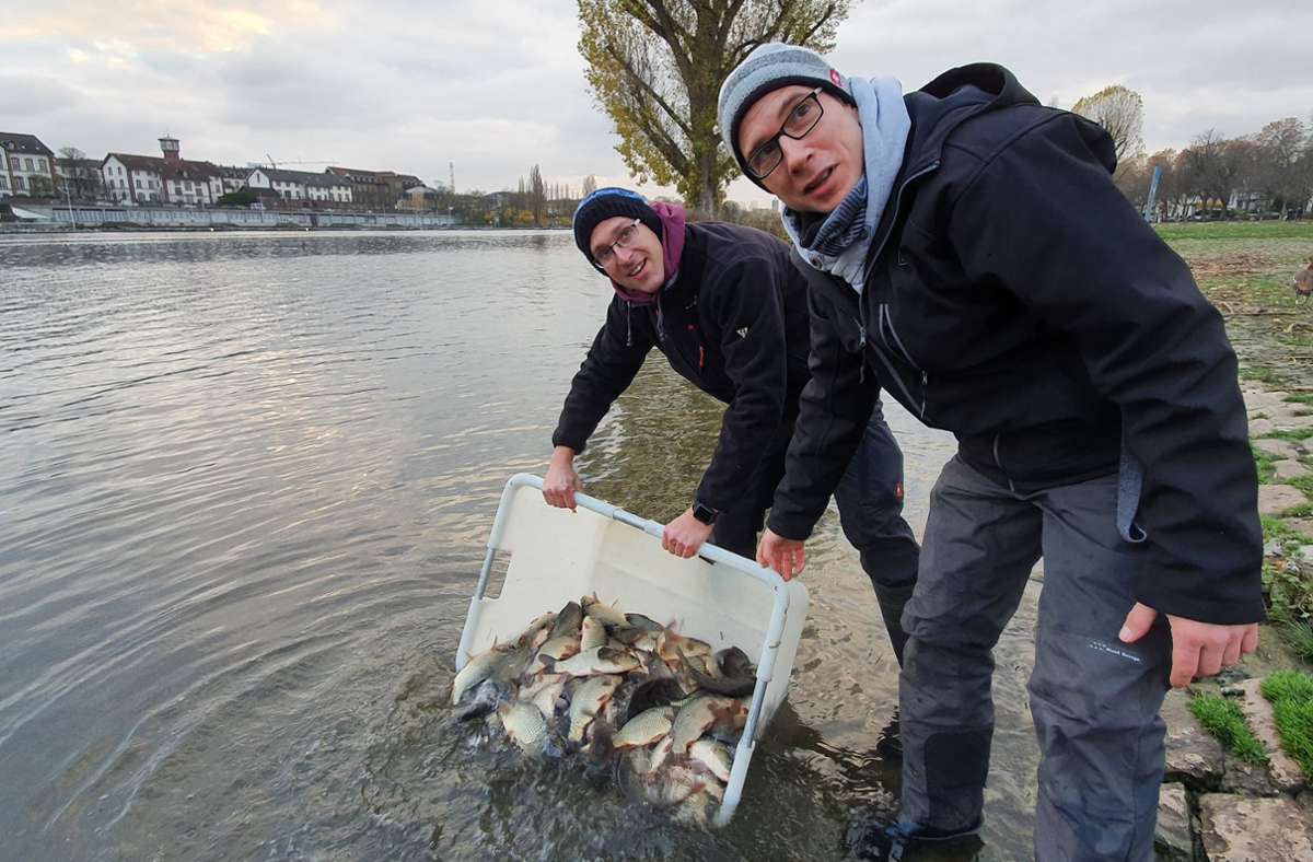 Artensterben: Immer weniger heimische Fische im Neckar