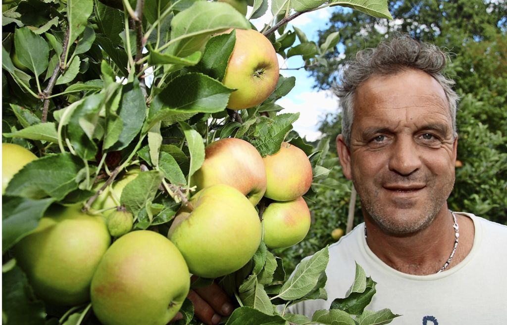 Wenige Früchte auf Streuobstbäumen –  Ausdünn-Aktionen  steigern Erträge der Tafelobstbauern: Sonniges Apfeljahr für Tafelobstbauern