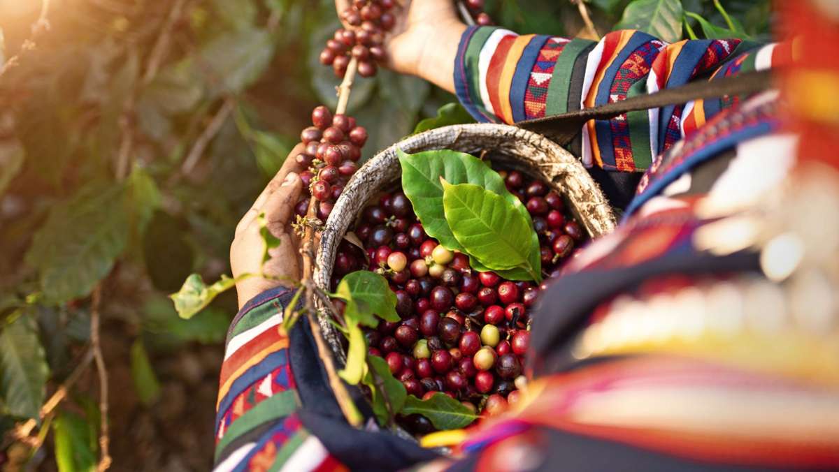 Kaffeeanbau im Klimawandel: Kolumbianische Bauern denken um