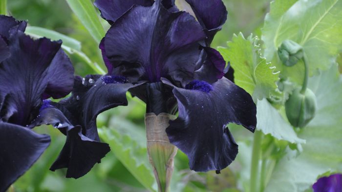 Die Iris ist eine Blume der Zukunft
