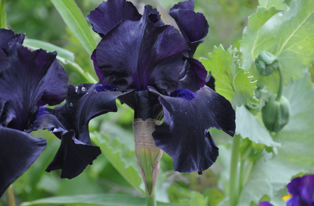 Schöne Pflanzen für den Garten: Die Iris ist eine Blume der Zukunft