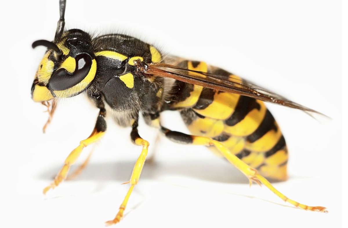 Insekten in Untertürkheim: Wespen sind kein Grund zur Panik