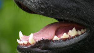 Aggressiver Hund beißt Polizistin