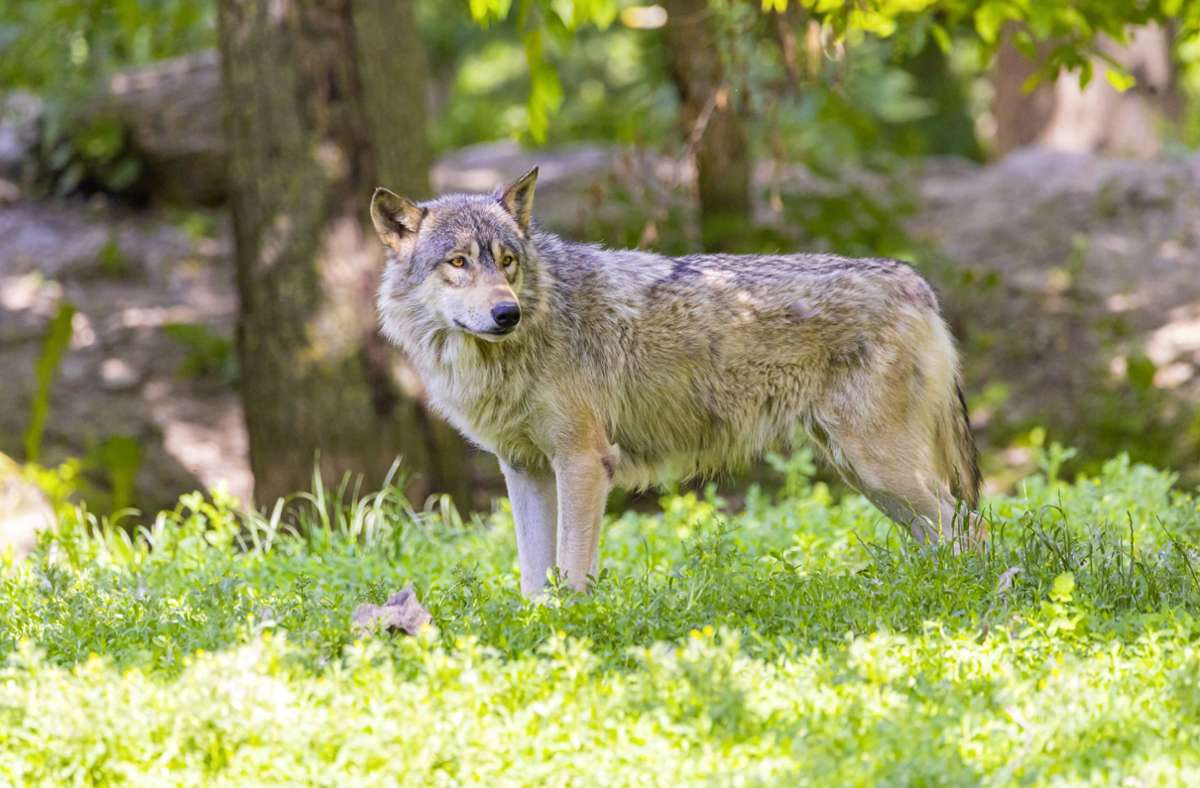 Bei Titisee-Neustadt: Wolf soll Rinderkalb im Schwarzwald gerissen haben