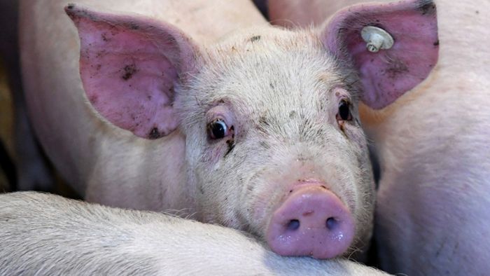 Prozess gegen Schweinezüchter neu aufgerollt