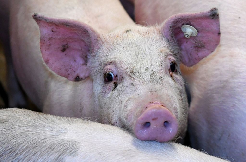 Tierquälerei  in Merklingen: Prozess gegen Schweinezüchter neu aufgerollt