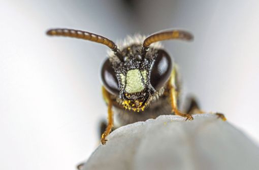 Pollen im Gesicht: Diese Grobpunktierte Maskenbiene, eine Wildbienenart, geht ihrer Arbeit nach. Foto: imago//W. Willner