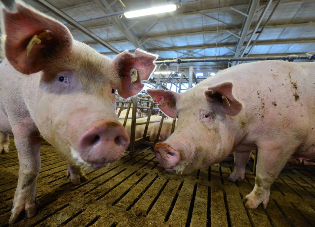 Landwirt aus Merklingen wegen Tierquälerei verurteilt: Drei Jahre Gefängnis für Schweinezüchter