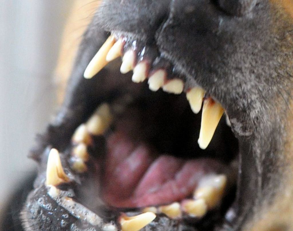 Hunde versperren Weg zu totem Herrchen - Expertin: ziemlich normal: Sieben Hunde versperren den Weg zu einem Toten