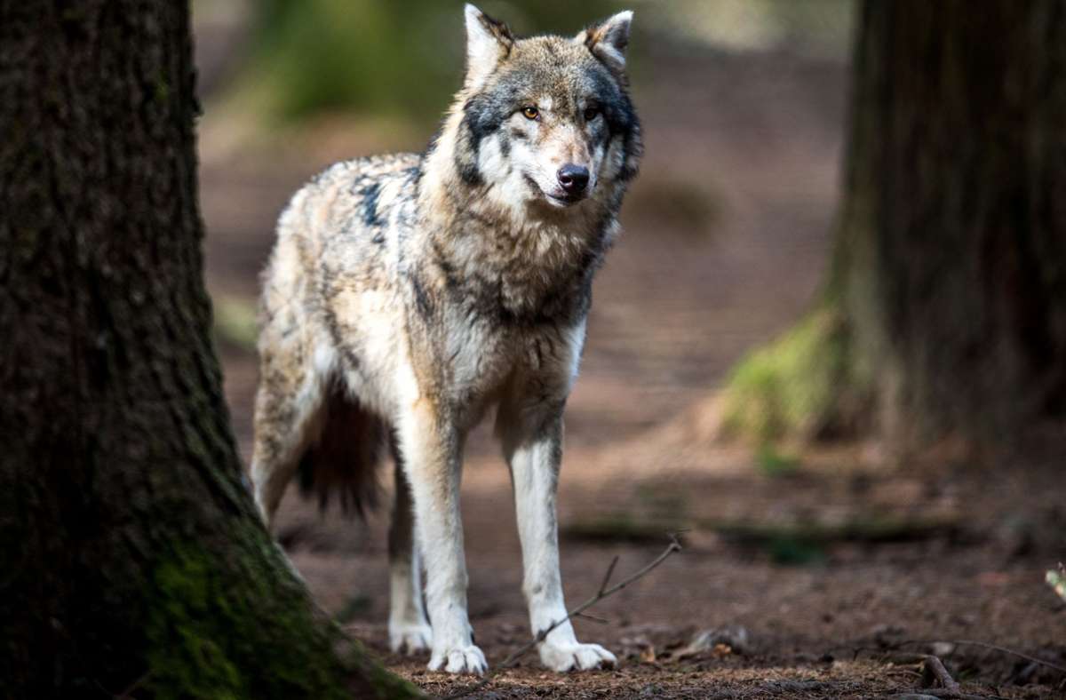 Baden-Württemberg: Wird der Wolf im Odenwald zum Stammgast?
