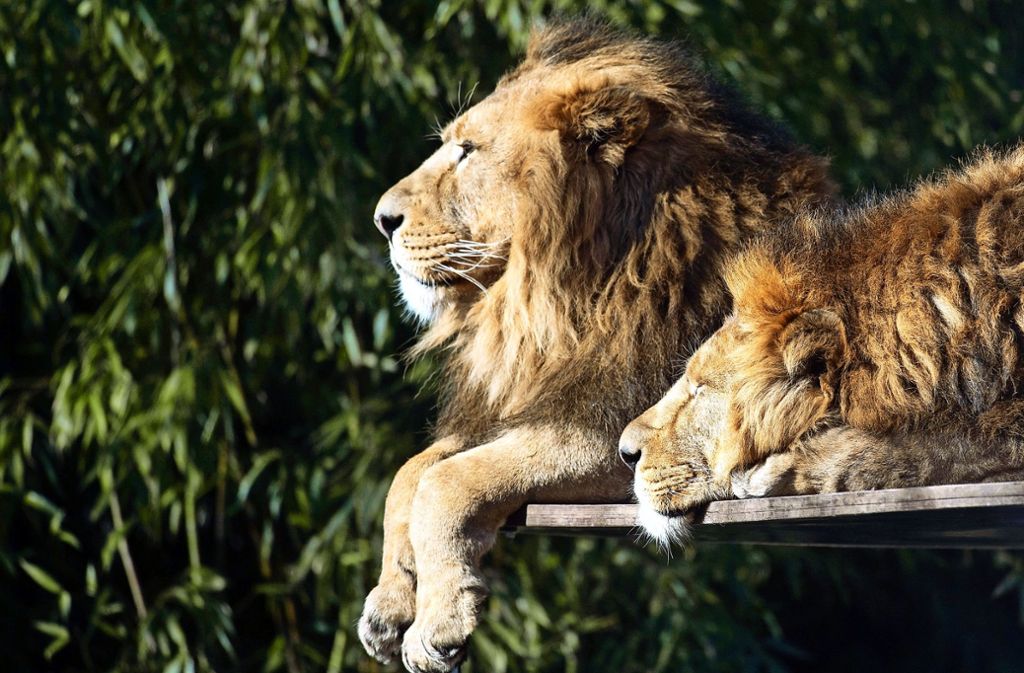 Zoo in Bad Cannstatt geschlossen: Wilhelma verliert zwei Millionen Euro