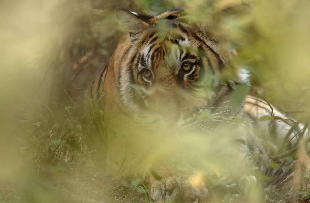 Johannesburg: Entlaufener Tiger nach vier Tagen gefangen