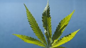 Debatte um künftigen Cannabis-Kurs