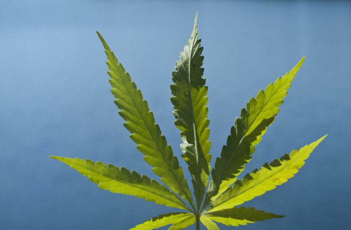 Union sucht Konzept: Debatte um künftigen Cannabis-Kurs