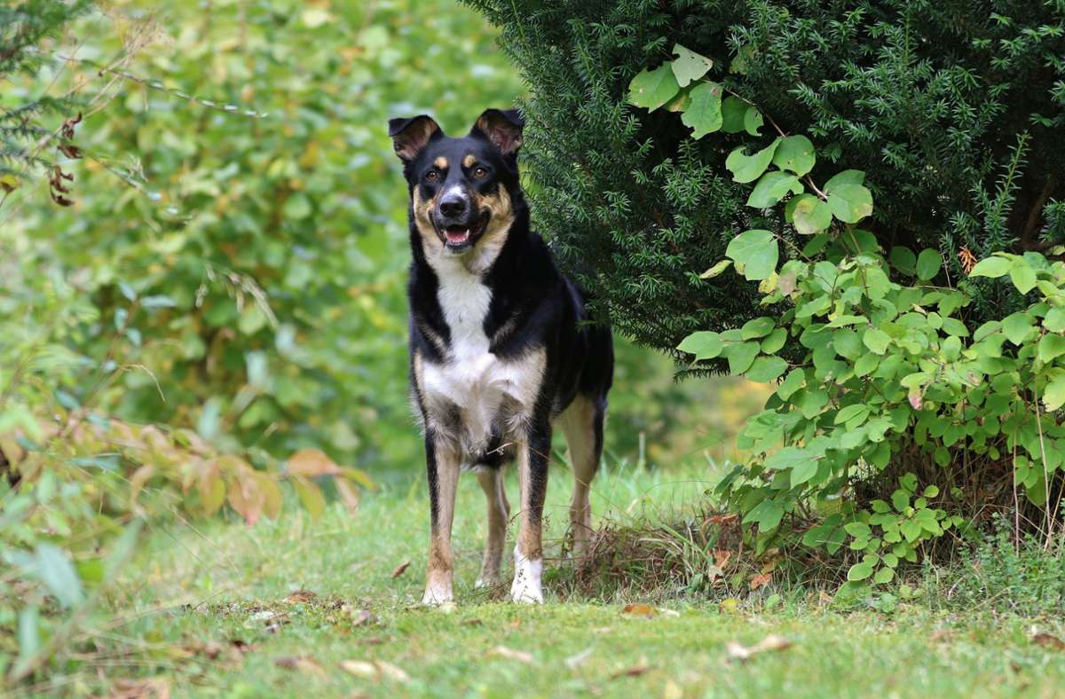 Hundekalender aus Baden-Württemberg: Models auf vier Pfoten  – Wie eine Tierfreundin Auslandshunden hilft
