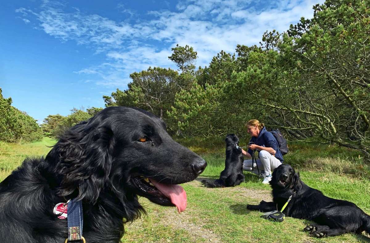 Urlaub mit Hund: Vier Pfoten unterwegs in Dänemark
