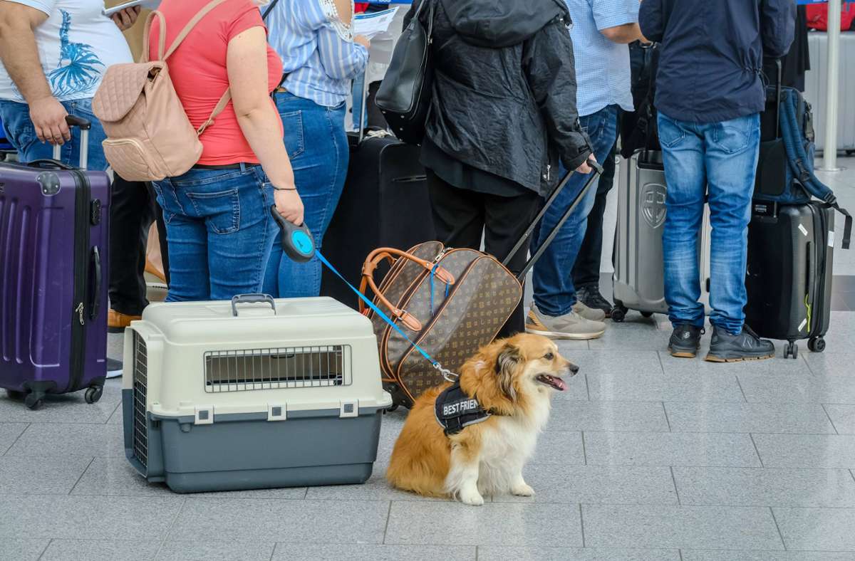 Auslandsreisen mit Hund: Diese Vorgaben müssen Besitzer beachten