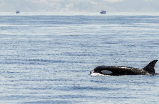 Warum die Schwertwale es auf die Boote abgesehen haben, ist ein Rätsel. Foto: imago/blickwinkel