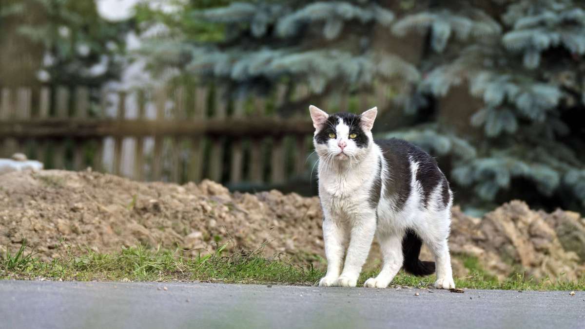 Forderung für Stuttgart: Freigänger-Katzen sollen kastriert werden