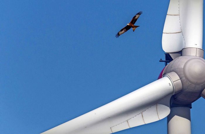Umwelt und Klima: Wie Windkraft und Artenschutz funktionieren kann