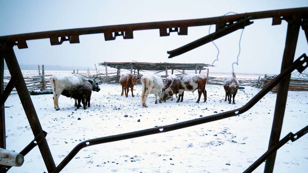 Asien: Extremwinter in Mongolei: Mehr als 1,5 Millionen Tiere tot