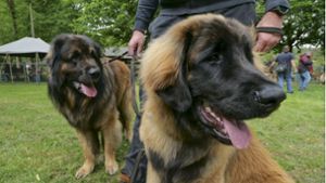 Hundeschau in Leonberg: Deutlich weniger Halter führen ihre Leonberger Hunde vor