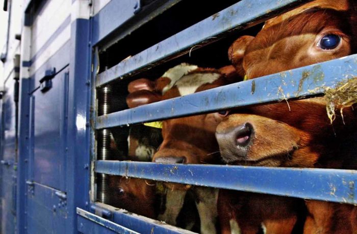Streit um Tierschutz im Land: Gericht stoppt umstrittene Kälbertransporte nicht