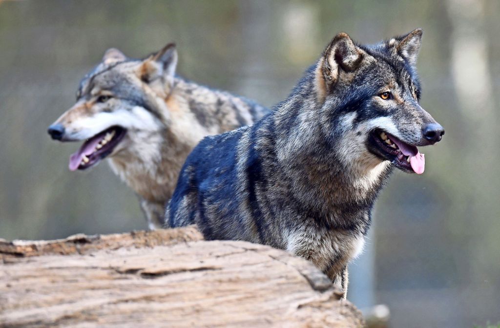 Wildtiere in Baden-Württemberg: Wolf GW852m lebt im Verborgenen