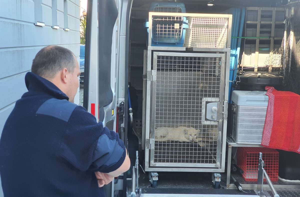 Das weiße Löwenbaby wurde am Dienstagmorgen aus einem verunglückten Auto auf der A5 zwischen dem Autobahnkreuz Walldorf und der Ausfahrt Kronau gerettet.