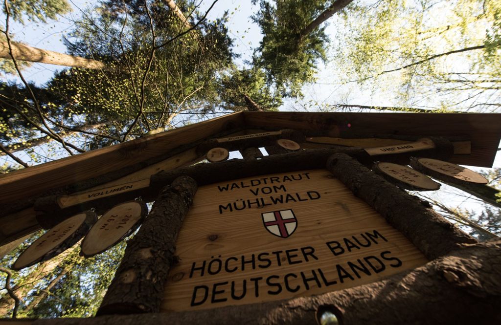 66,58 Meter hoch: Der höchste Baum Deutschlands steht in Freiburg: Ein beliebtes Ausflugsziel