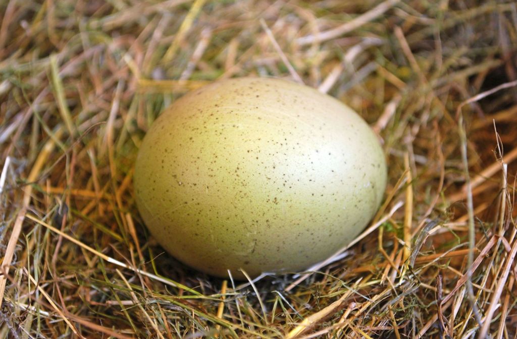 Huhn, Strauß & Co.: Wie das Ei zu seiner Form kam