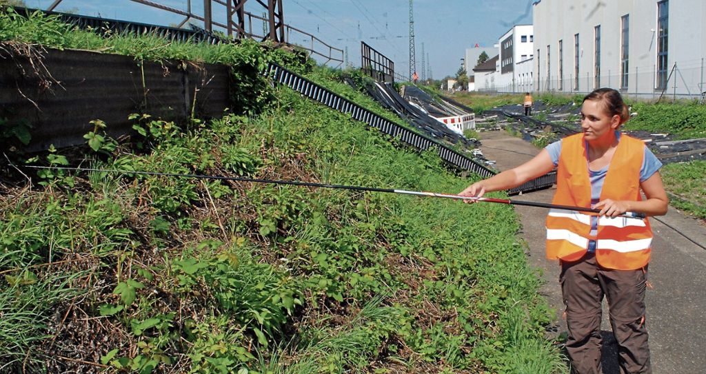 Die Biologin Franziska Vögler fängt mit einer Angel Eidechsen am Bahndamm ein. Sie werden in ein Biotop auf dem Killesberg umgesiedelt. Fotos: Kuhn