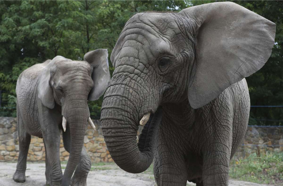 CBD für Dickhäuter: Warschauer Zoo studiert Wirkung von Hanföl auf gestresste Elefanten