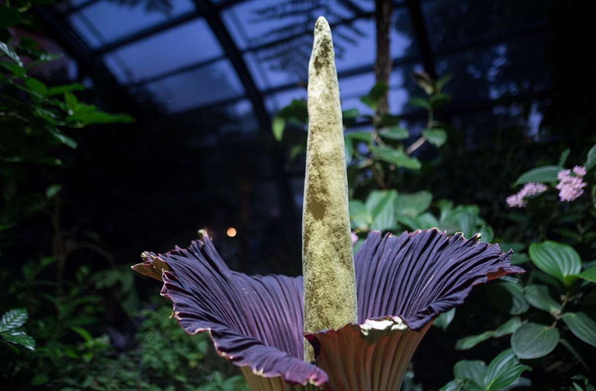 Titanenwurz an der Universität Hohenheim: Die größte Blume der Welt erblüht in Stuttgart