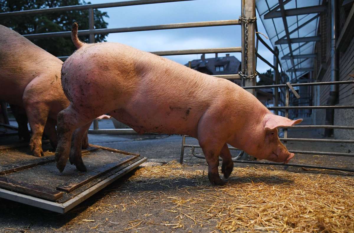 Betrieb in Ilshofen: Vorwürfe wegen Tierquälerei in einem Viehbetrieb