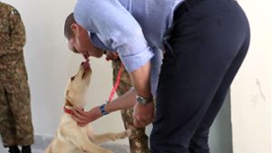 Herrchen stirbt nach Schmusen mit Hund an Infektion