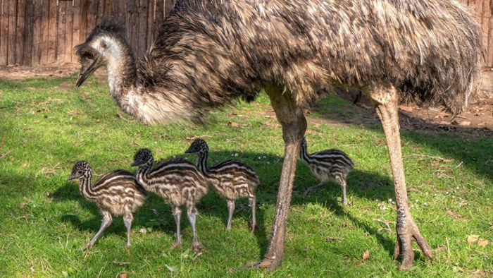 Süße Emu-Küken zeigen sich erstmals den Besuchern
