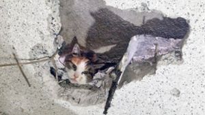 Mit Bohrer: Feuerwehr rettet Katze aus schmalem Spalt