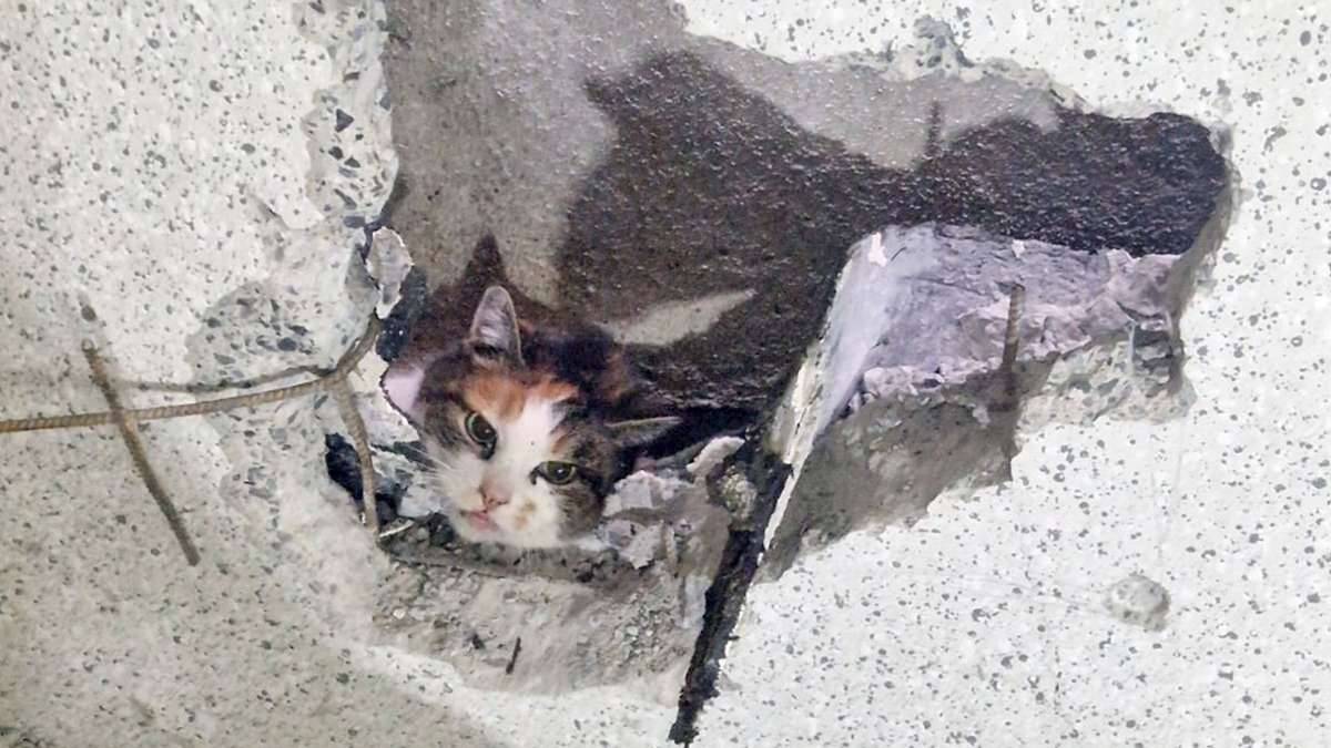 Notfälle: Mit Bohrer: Feuerwehr rettet Katze aus schmalem Spalt