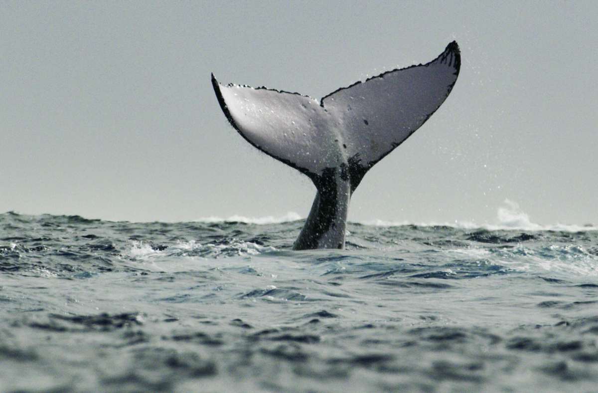 Von Buckelwalen gibt es in der Serie „Die geheimnisvolle Welt der Wale“  weit mehr zu sehen als ihre  Fluke.