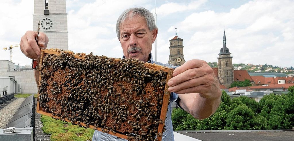 Das sogenannte „Urban Imkering“ wird immer beliebter: (K)ein Honigschlecken