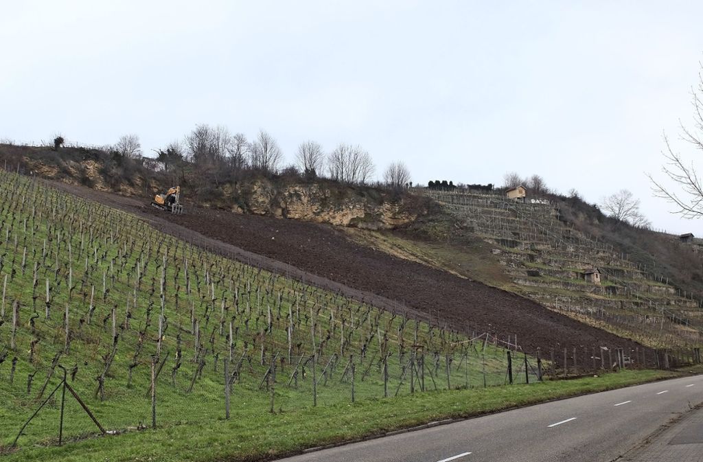 Derzeit Sanierungsarbeiten im Weinberg – Illegales Häuschen  wurde abgerissen: Städtisches Weingut wird neu bepflanzt