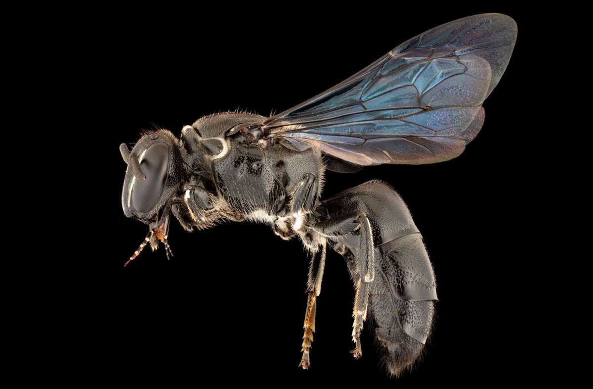 Wildbienen: Seit 100 Jahren verschollene Bienenart in Australien entdeckt